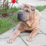 Shar Pei 03