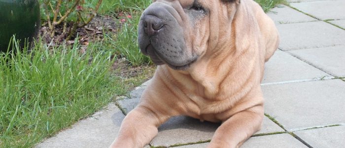 Shar Pei 03