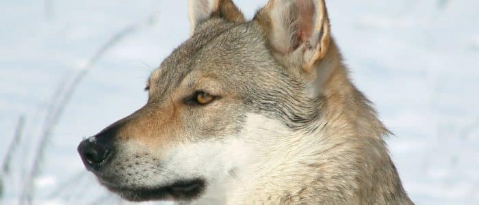 Wolfshund 03