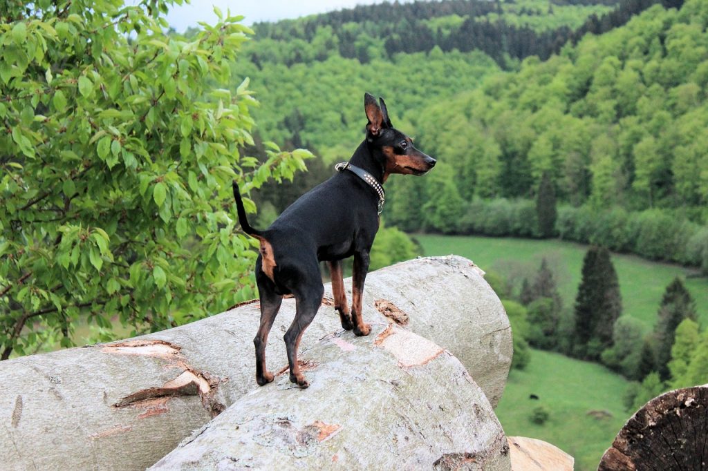 Zwergpinscher: Rasseportrait, Wesen / Charakter, Züchter