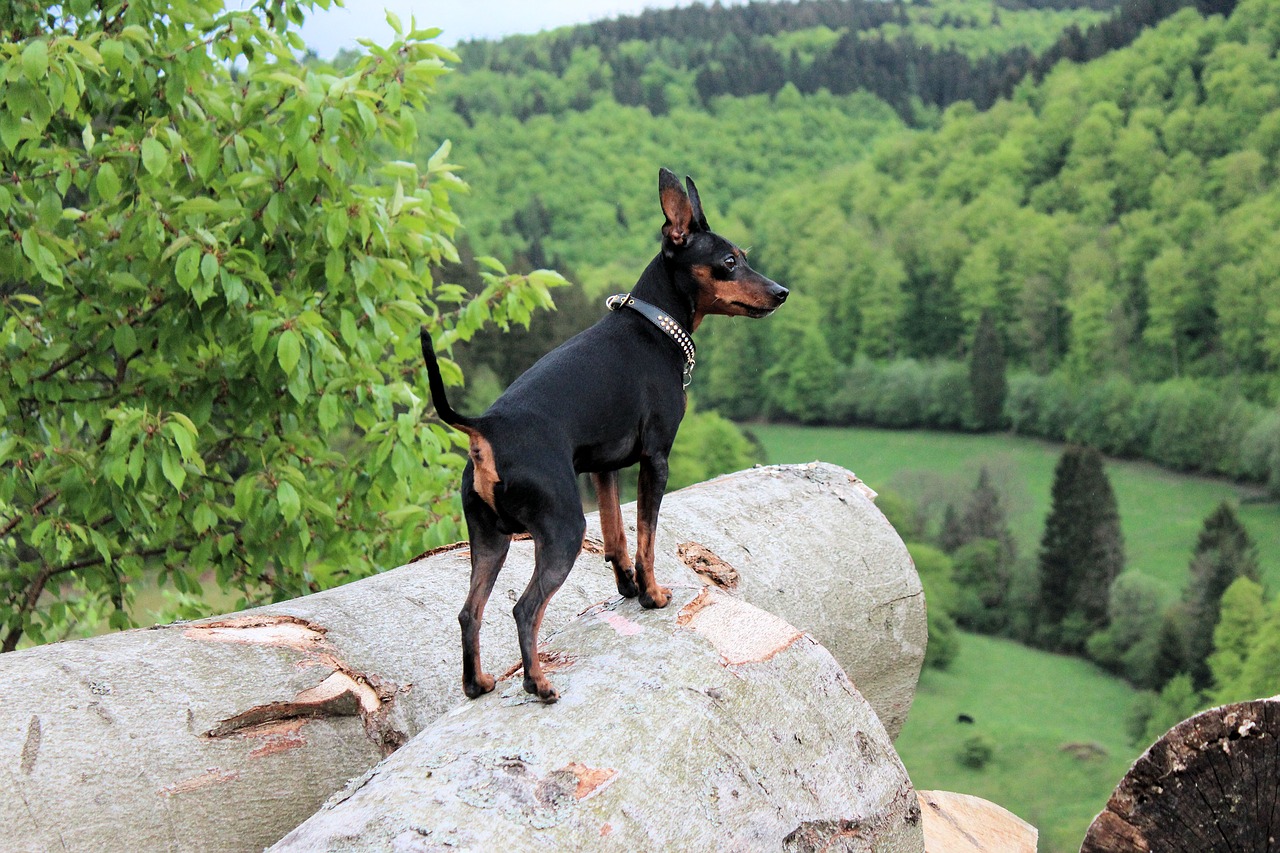 Zwergpinscher Rasseportrait, Wesen / Charakter, Züchter » 🥇
