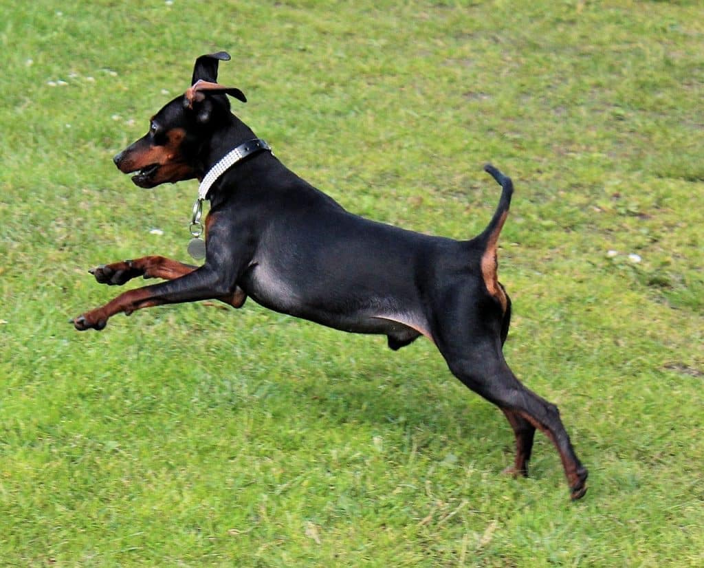 Dobermann Ohne Spitze Ohren