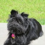 Affenpinscher 01