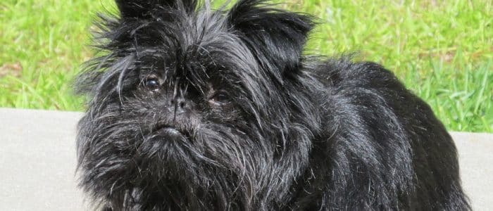 Affenpinscher 01