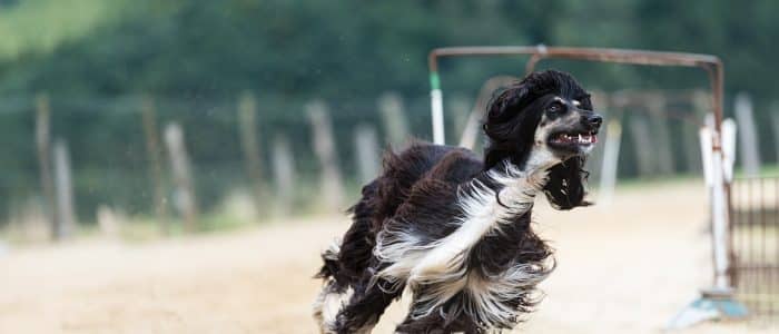 Afghanischer Windhund 03