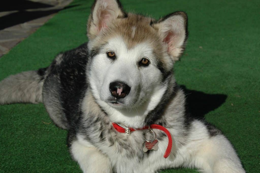 Alaskan Malamute 01