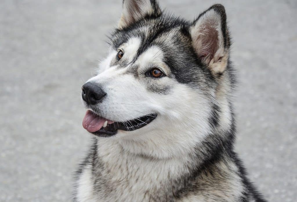 Alaskan Malamute 02