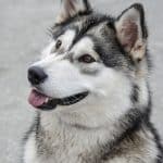 Alaskan Malamute 02