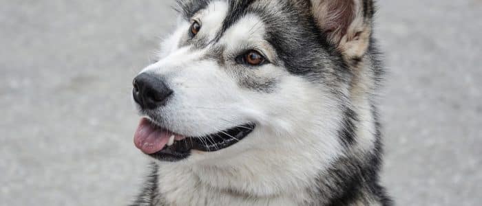 Alaskan Malamute 02