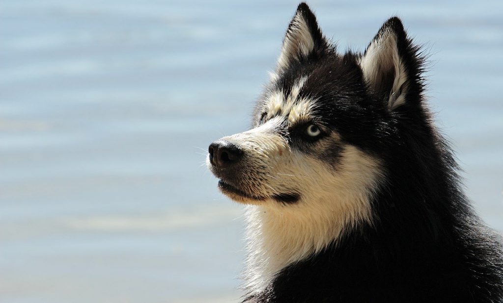 Alaskan Malamute 03