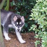 Alaskan Malamute 04