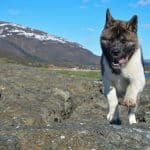 Amerikanischer Akita 01