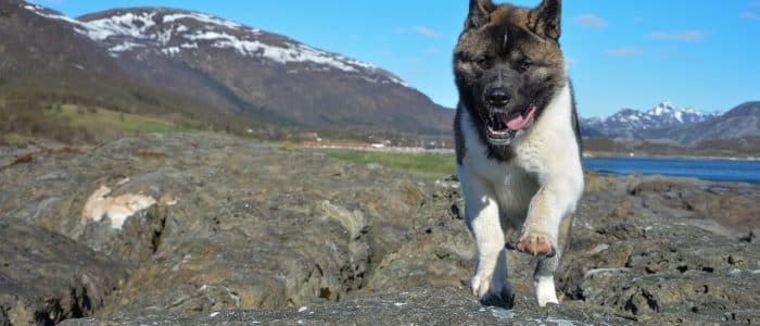 Amerikanischer Akita 01