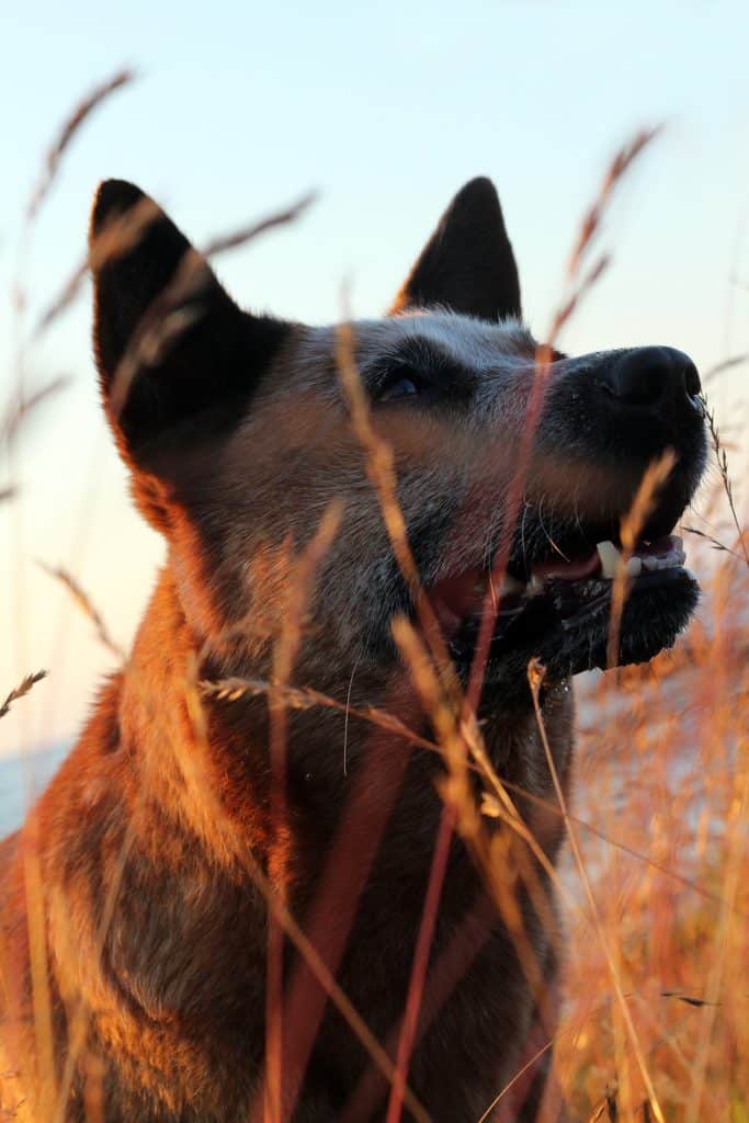 Australian Cattle Dog