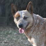 Australian Cattle Dog