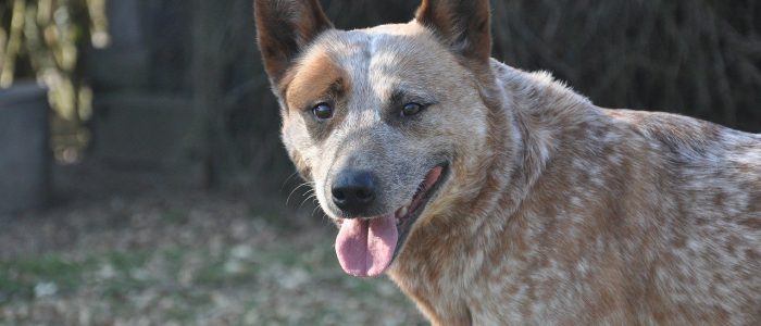 Australian Cattle Dog