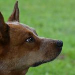 Australian Cattle Dog