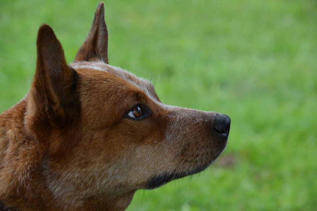 Australian Kelpie 03