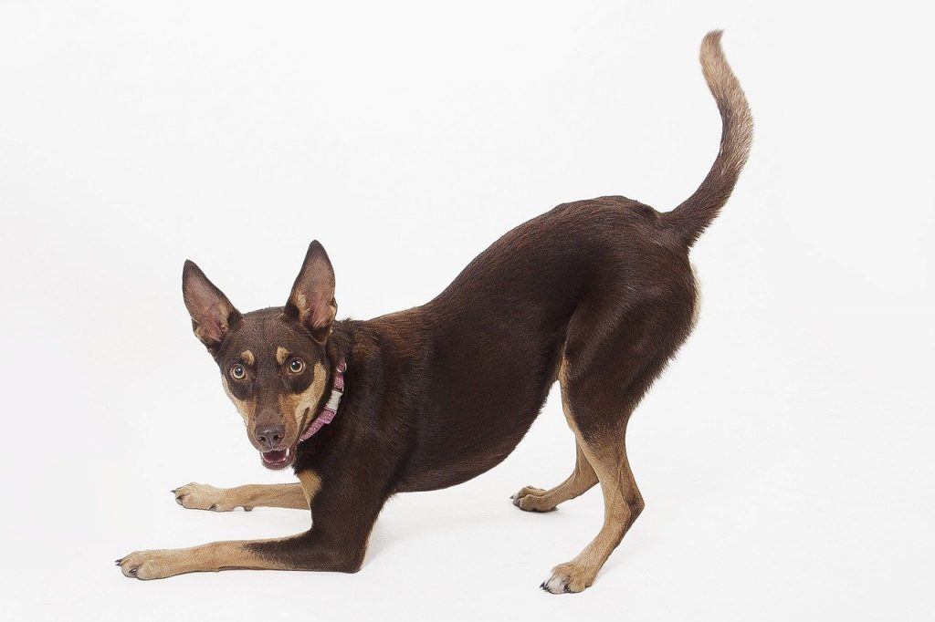 Australian Kelpie 04