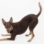 Australian Kelpie 04