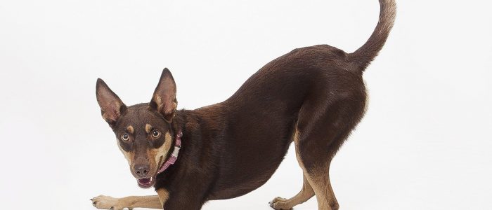 Australian Kelpie 04