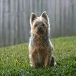 Australian Terrier 01