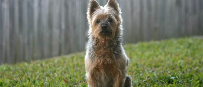 Australian Terrier 01
