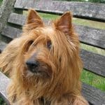 Australian Terrier 02