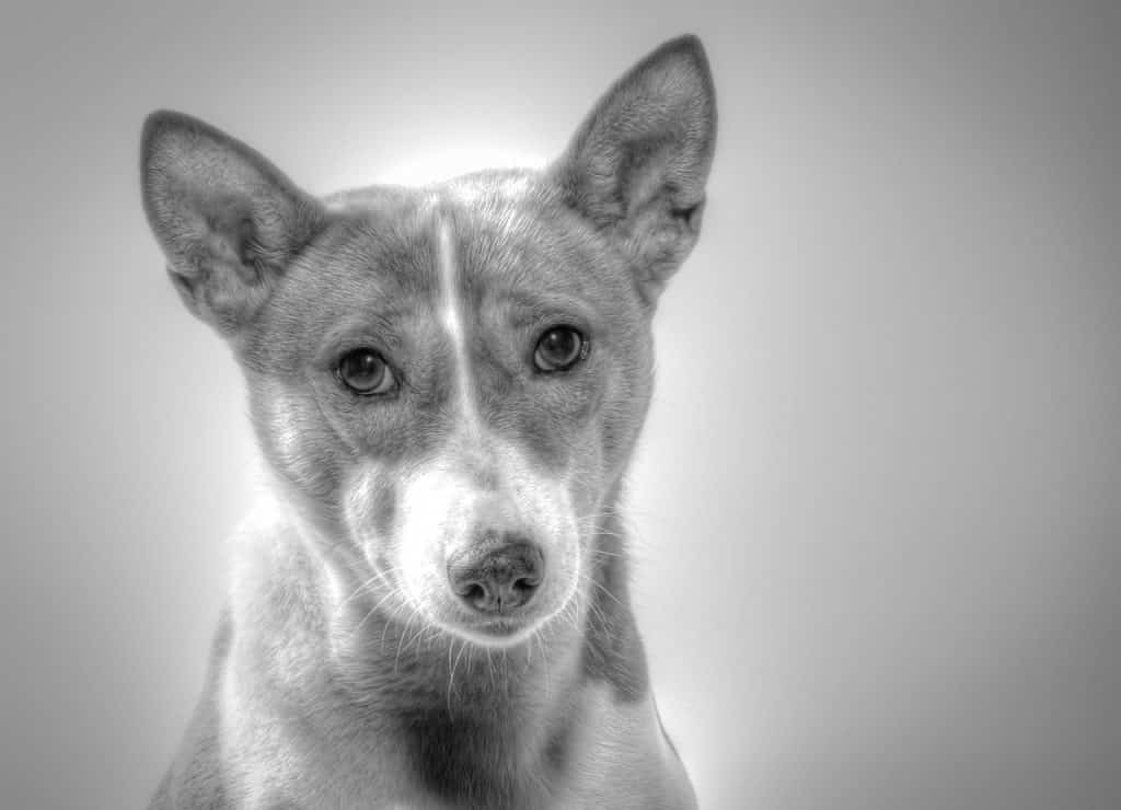 Basenji 01