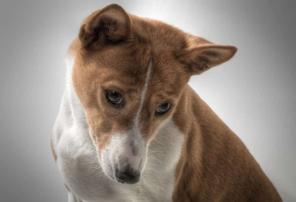 Basenji 02