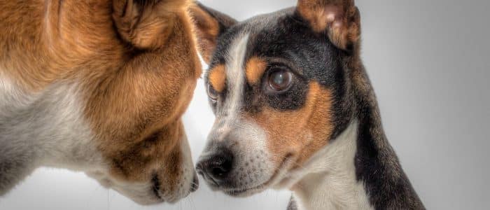 Basenji 03