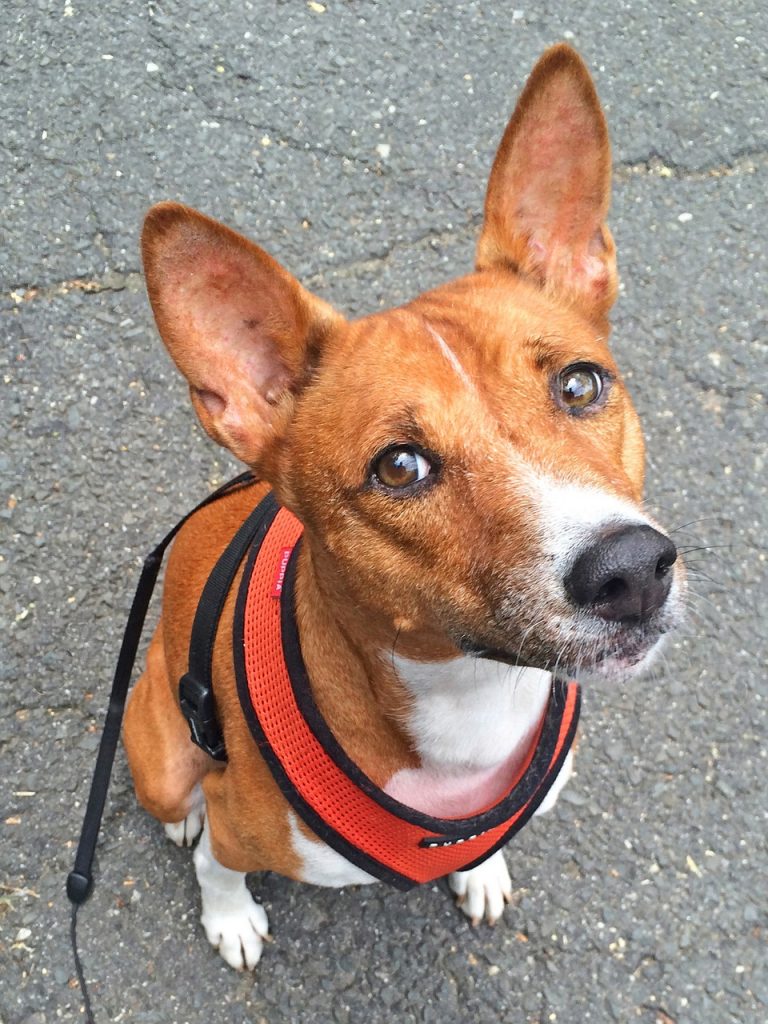 Basenji 04