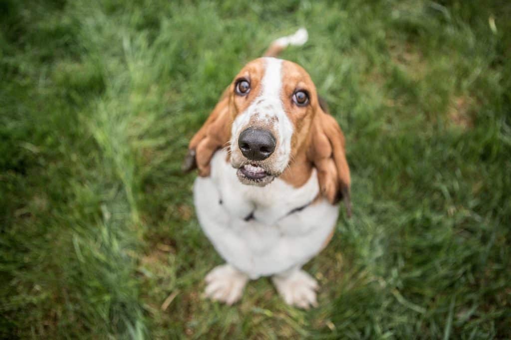 Basset Hound 02