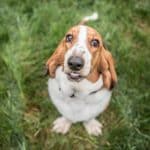 Basset Hound 02