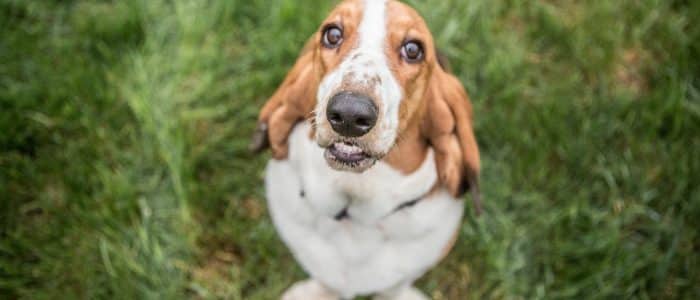 Basset Hound 02