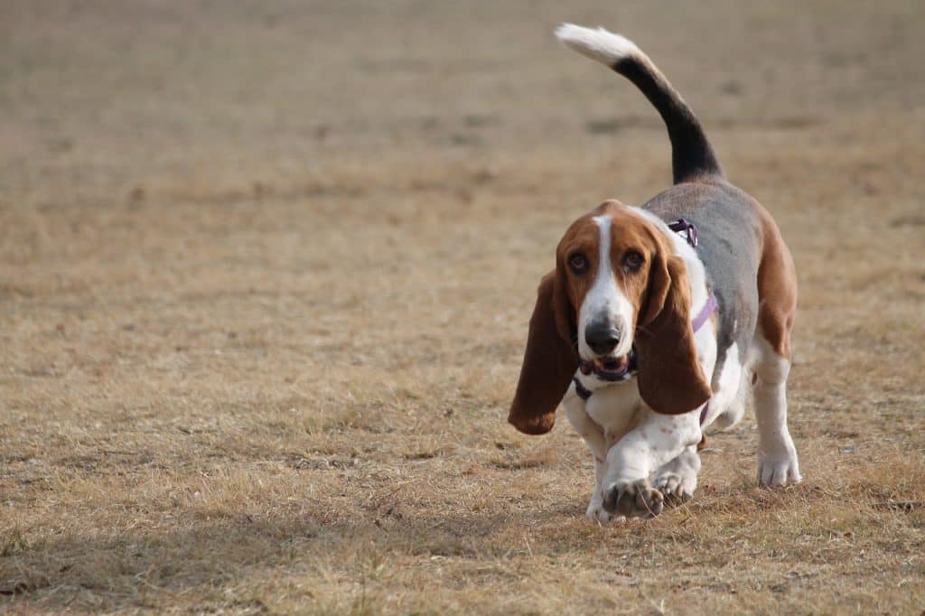 Basset Hound 03