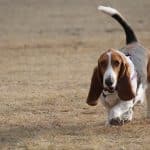 Basset Hound 03