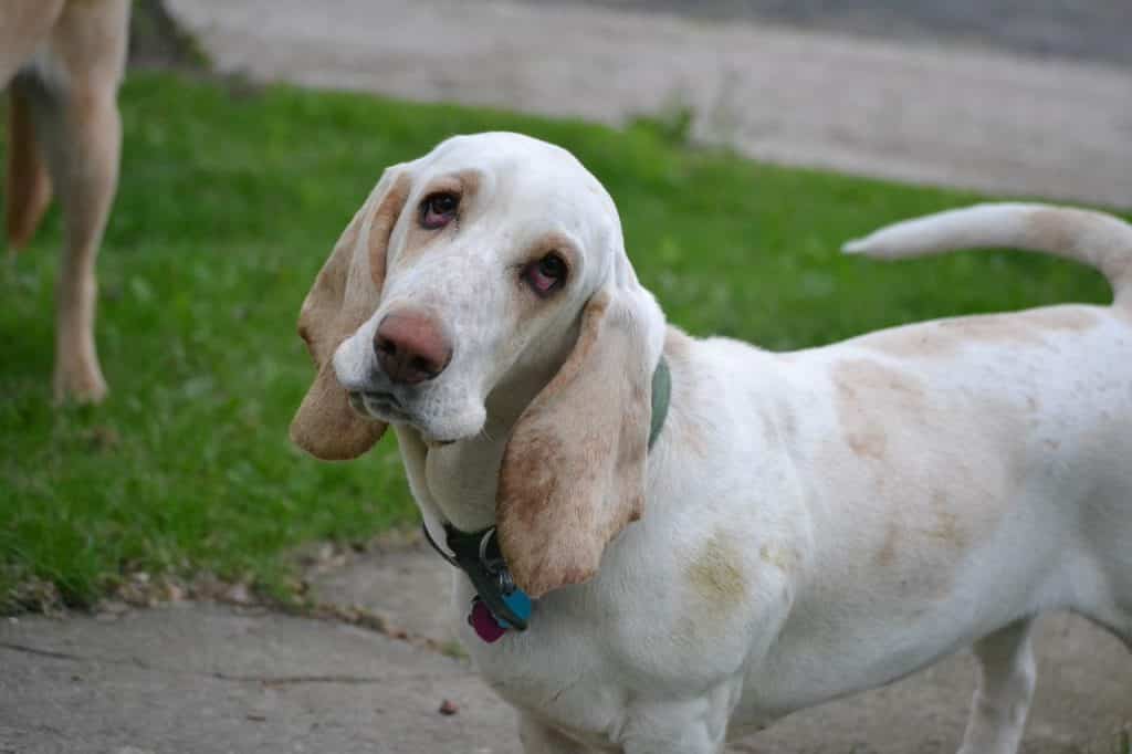 Basset Hound 04