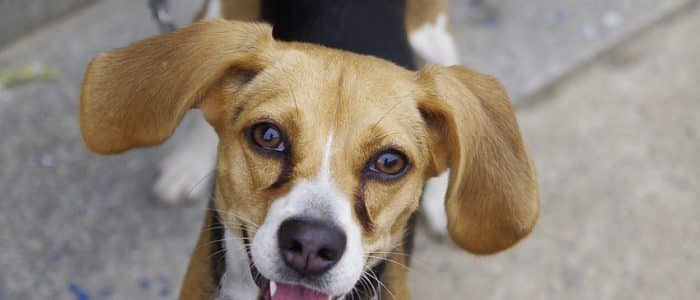 Beagle Harrier 01