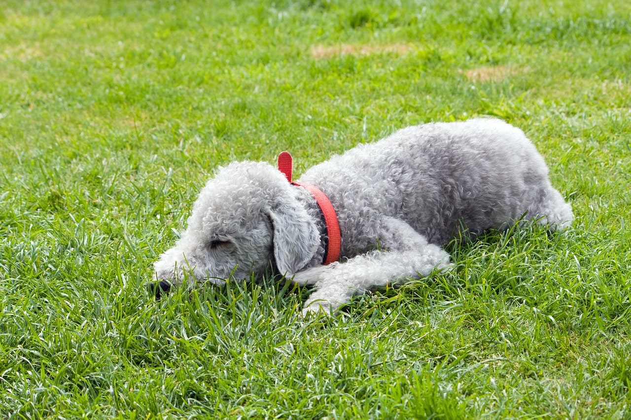 Bedlington Terrier ☀️ » Rasseportrait, Wesen / Charakter, Züchter