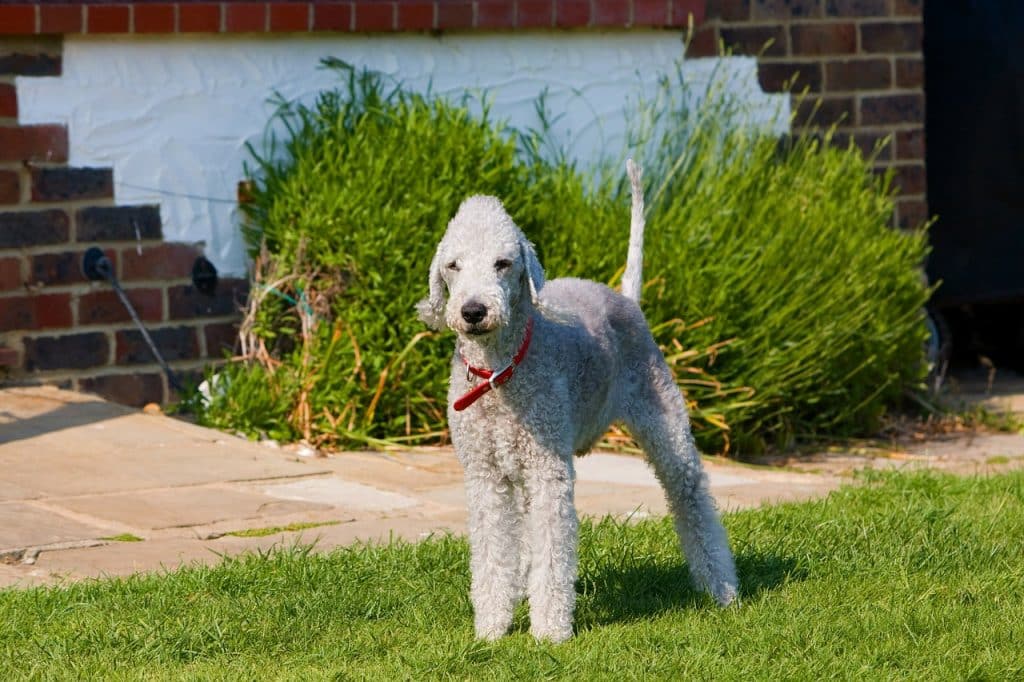 Bedlington Terrier 02