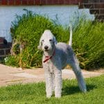 Bedlington Terrier 02