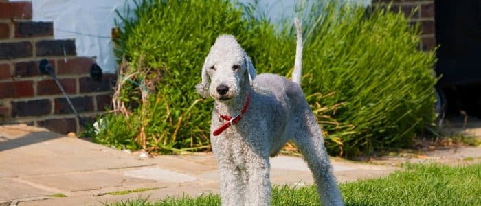 Bedlington Terrier 02