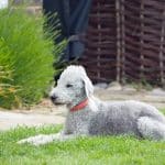 Bedlington Terrier 03