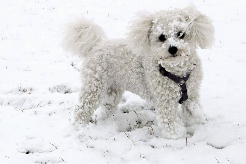 Bichon Frisé 01