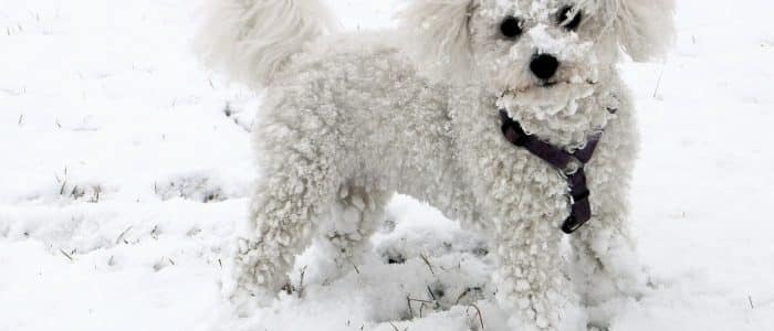 Bichon Frisé 01