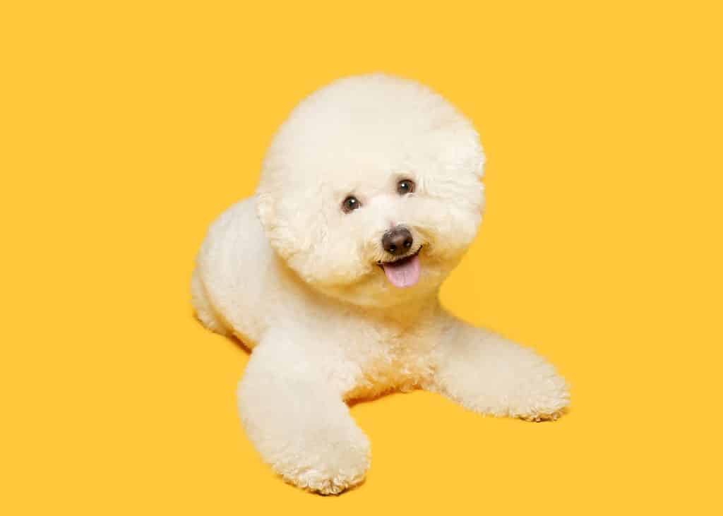 Bichon Frisé 02