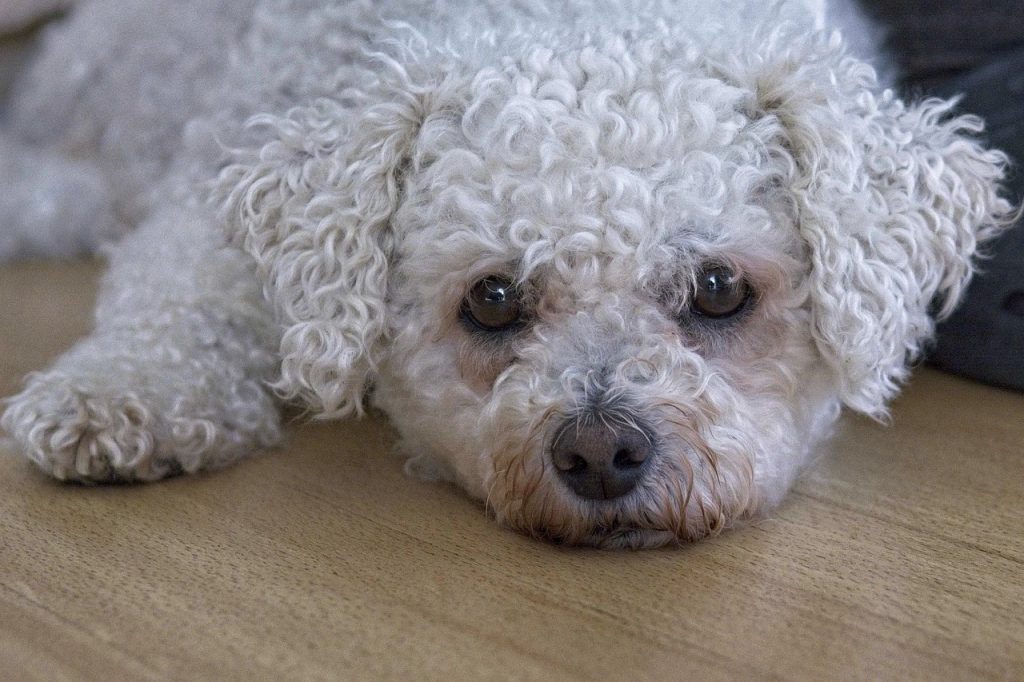 Bichon Frisé 03