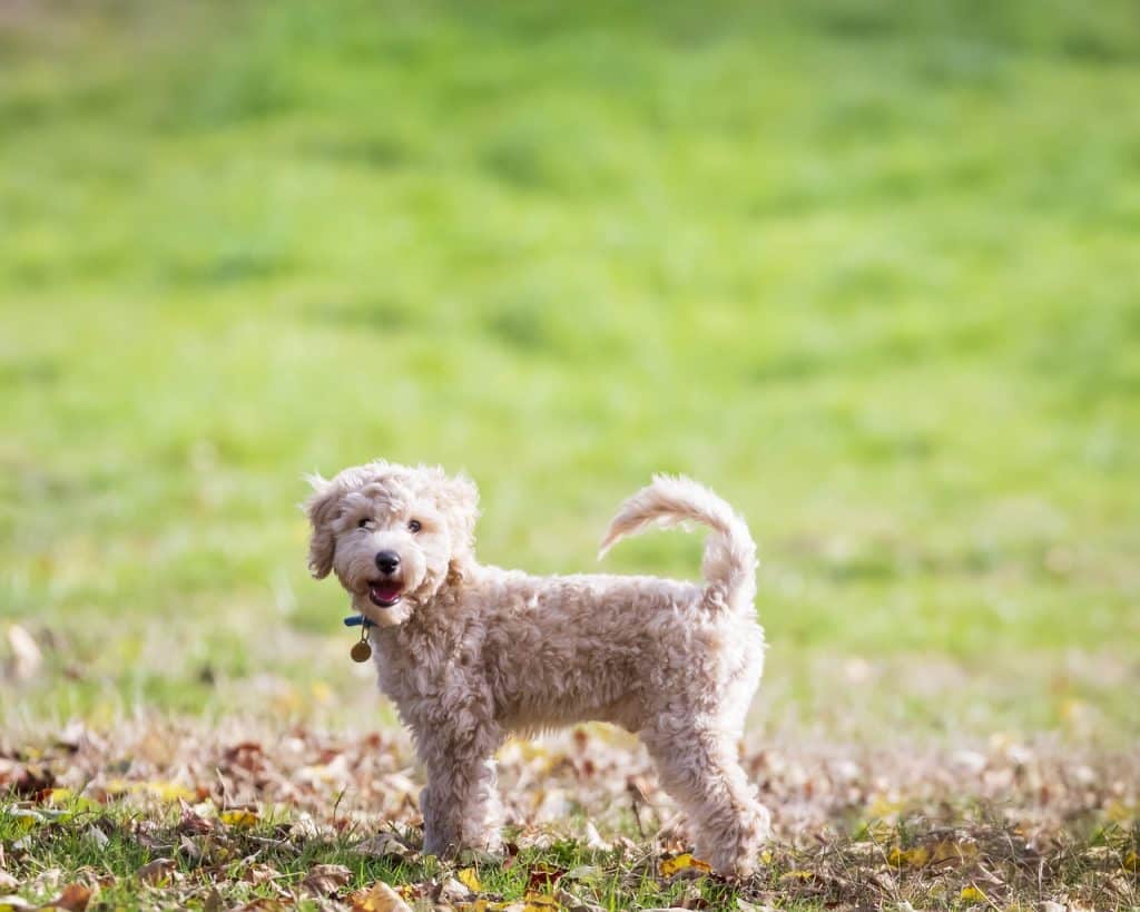 Bichon Frisé 04