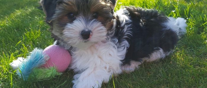 Biewer Terrier 01